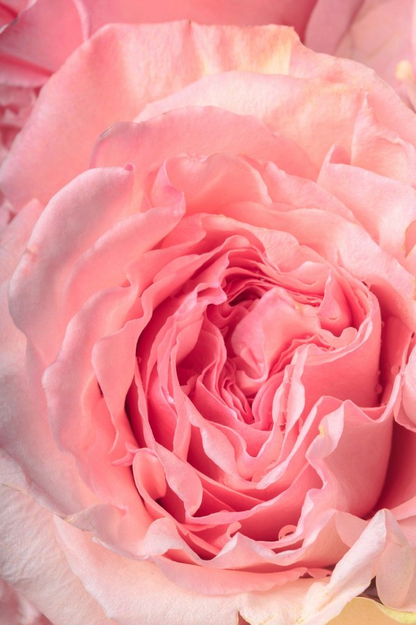 Les délices artisanaux de nina zimmermann au gros-de-vaud